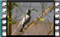 reed warbler singing 5