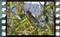 reed warbler singing 6