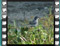mavro-female--feeding-on-lantana--berries-2