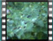 mavrotsirovFeeding 2x 8 2004 1