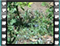 sardinian-male-feeding-on-lantana-berries