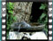 sardinian-warbler-female-bath-1