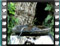 sardinian warbler male bath 1