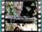 sardinian warbler male bath 2