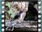 sardinian warbler male bath 3