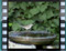 Olivaceous-Warbler-3