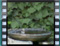 Olivaceous-Warbler-4