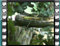 Olivaceous-Warbler-5