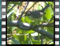 whitethroat-15