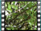 whitethroat male tree