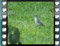 whitethroat male young grass