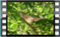 whitethroat.F-11.7.2018 00019