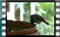 blackcap-2016-11-17-15-12-12