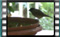 blackcap-couple-2016-11-17-15-10-36