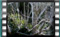 blackcap-fem M2U00276