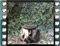 blackcap female bath 2