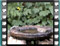 blackcap female bath 3