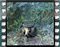 blackcap female bath 4