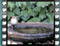 blackcap female water 1
