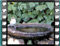 blackcap female water 2