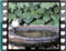 blackcap female water 3