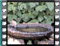 blackcap females bath 1
