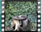 blackcap male bath 1