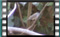 blackcap-male M2U00269
