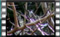 blackcap-male M2U00271