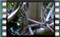 blackcap-male M2U00272