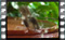 blackcap.M 2019-03-04-13-07-26w