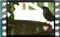 blackcap.fem M2U00066cr