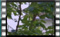 blackcap 00001