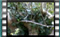blackcap M2U00285 Fem