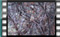 blackcap M2U00291