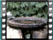 blackcaps male & female bath