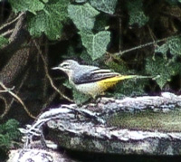 wagtail 200x180