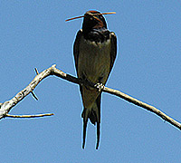 xelidoni 200x180 DSCN0666