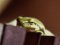 Δεντροβάτραχος  -  (European) Tree Frog