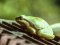 Δεντροβάτραχος  -  (European) Tree Frog 